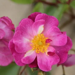 Rose 'Lavender Dream' (Bodendeckerrose)