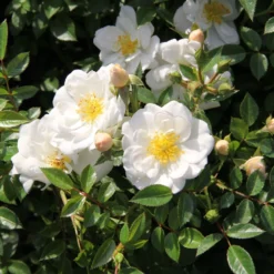 Rose 'Bienenweide' ® Weiß ()