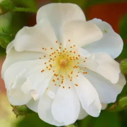 Rose 'Bobbie James' (Ramblerrose)