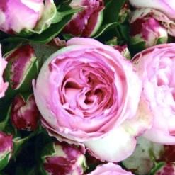 Rose 'Mini Eden Rose' (Beetrose/Kletterrose)