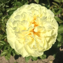 Paeonia Lactiflora 'Lemon Chiffon' (Staudenpfingstrose)