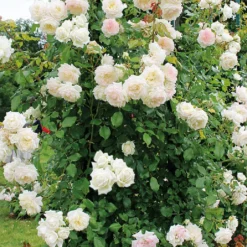 Rose 'Alaska'® / 'Future (Kletterrose)