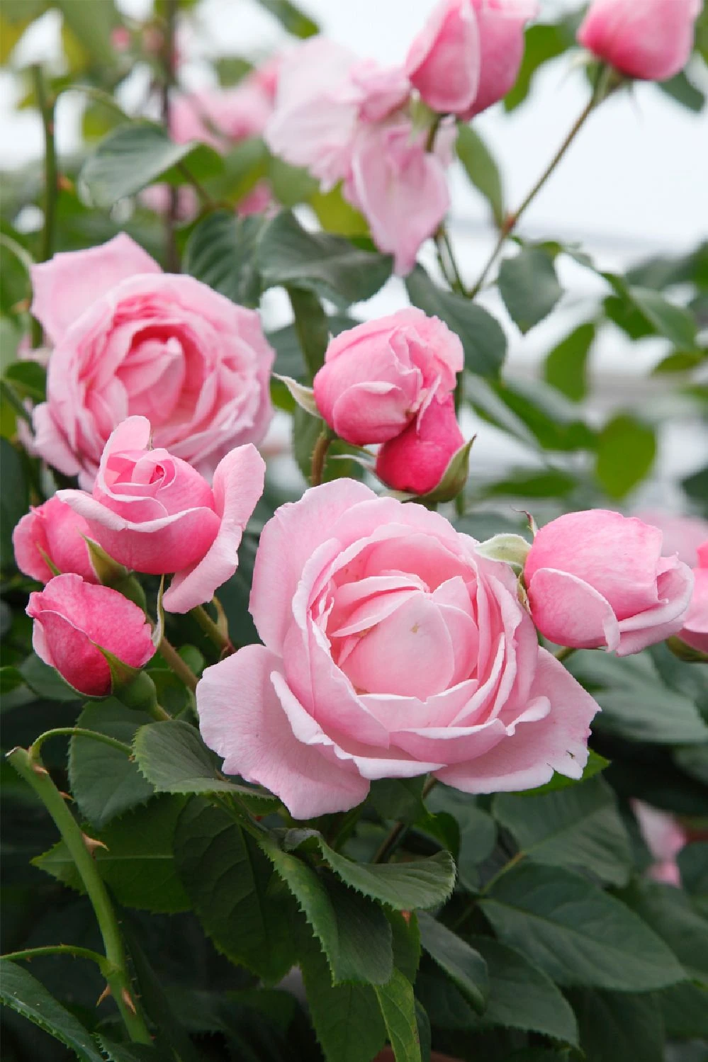 Rose 'Kiss Me Kate' (Kletterrose) – Bild 2