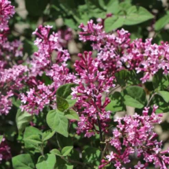 Syringa 'Bloomerang® Dark Purple' (Zwergflieder)