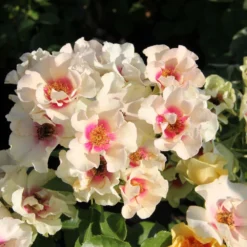 Rose 'SEE YOU® In Purple' (Persische Rose)