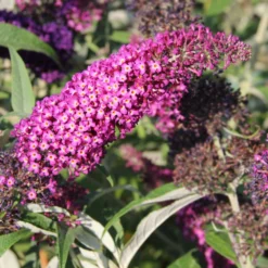 Buddleja Davidii 'Magenta Munchkin' (Sommerflieder)
