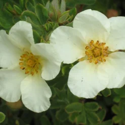 Potentilla Fruticosa 'Crème Brulée' (Fingerstrauch)
