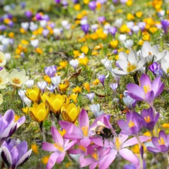 Crocus Mix 'Bienenweide' (Nektarreiche Krokus-Mischung)