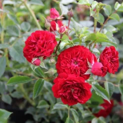 Rose 'Crimson Siluetta' (Miniclimber)