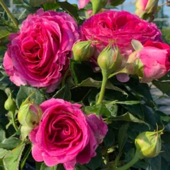 Rose 'Fräulein Maria' (Beetrose)