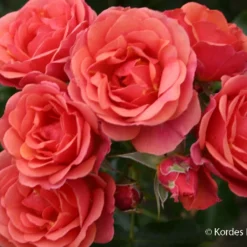 Rose 'Mandarin' (Patiorose)