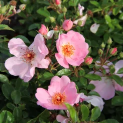 Rose 'Sweet Haze' (Bienenweide)