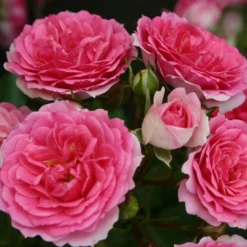 Rose 'Amica' (Patiorose)