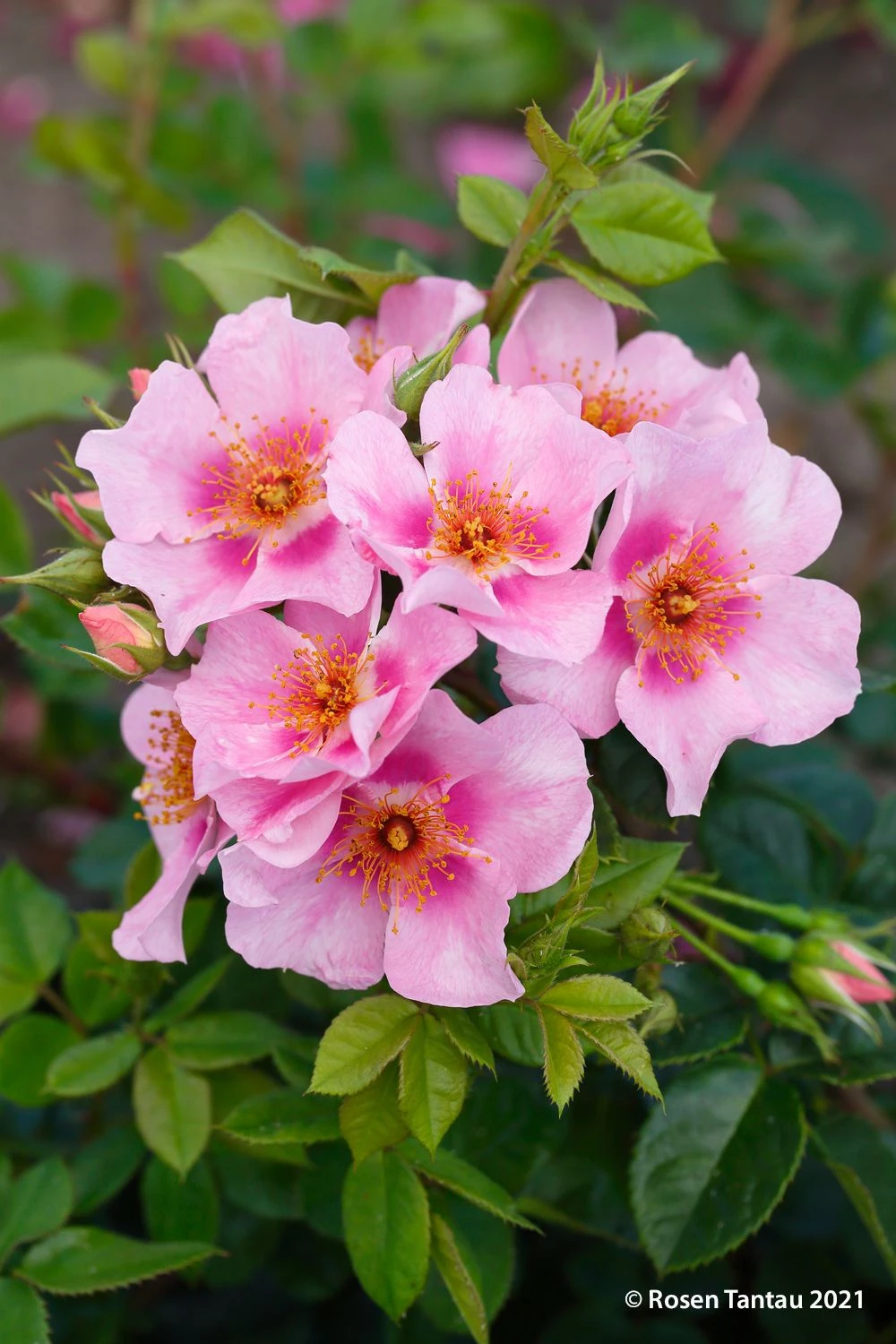 Rose 'Orienta® Laila' (Persische Rose) – Bild 2