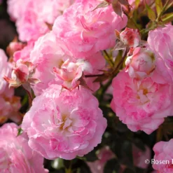 Rose 'Pinocchio' (Patiorose)