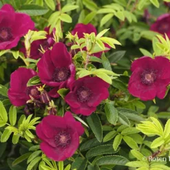 Rose 'Strandperle® Norderney' (Heckenrose)