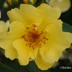 Rose 'Lemon Fizz' (Beetrose)