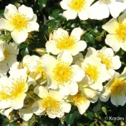 Rose 'Sonnenröschen' (Patiorose)