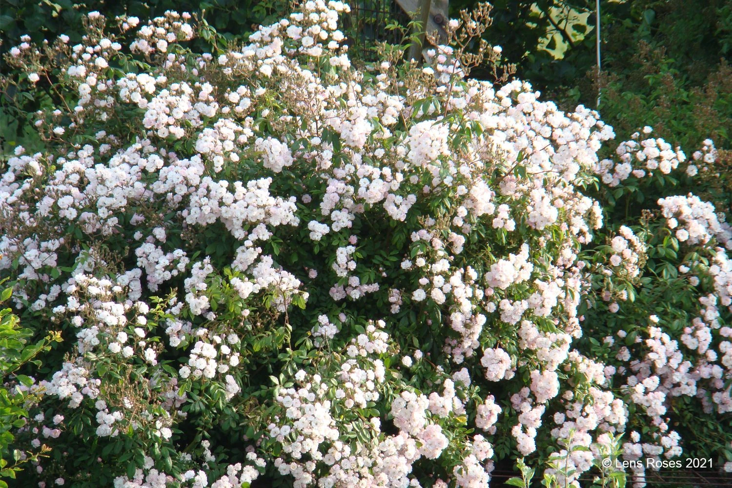 Rose 'Guirlande Rose' (Rambler) – Bild 3