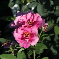 Rose 'Orienta® Aladdin' (Kletterrose)