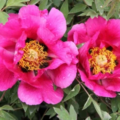 Paeonia Rockii 'Hong Lian' (Strauchpfingstrose 'Roter Lotus')