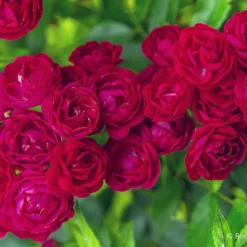 Rose 'Perennial Domino' (Ramblerrose)