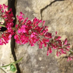 Buddleja Davidii 'Prince Charming' (Zwerg-Sommerflieder)