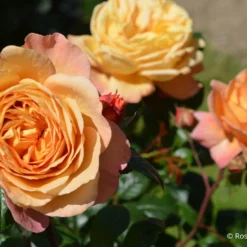 Rose 'Capri' (Nostalgie®-Edelrose)