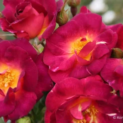 Rose 'Ile De Fleurs' (Strauchrose)