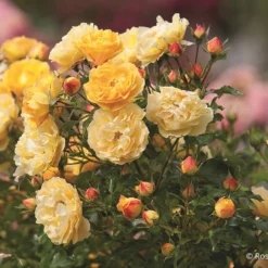 Rose 'Starlet®-Rose Lizzy' (Miniclimber)