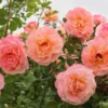 Rose 'Peach Melba' (Kletterrose)