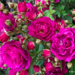 Rose 'Purple Siluetta' (Miniclimber)
