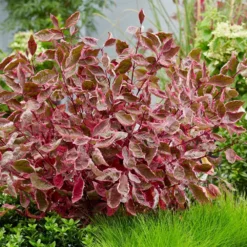 Cornus Alba 'Miracle' (Purpur-Hartriegel)