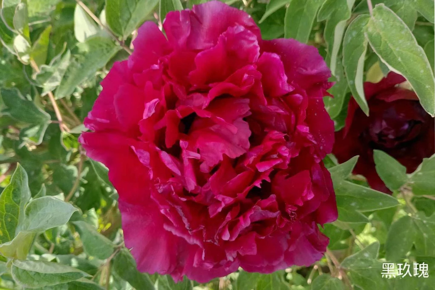 Paeonia Rockii 'Hei Mei Gui' (Strauchpfingstrose 'Schwarze Rose')