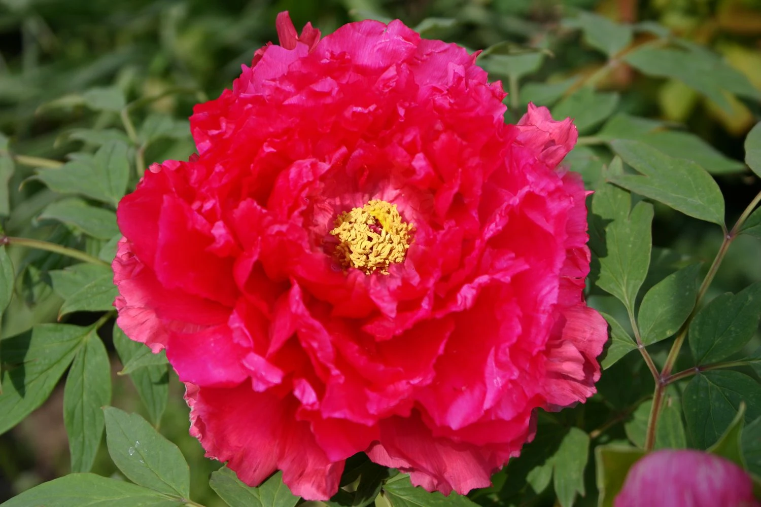 Paeonia Suffruticosa 'Kokijishi' (Strauchpfingstrose 'Löwe In Rotem Glanz')
