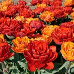 Tulpenmischung 'Abendrot' (Garten-Tulpenmischung)