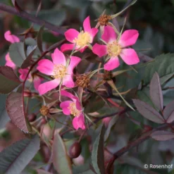 Rose Glauca (Hechtrose)