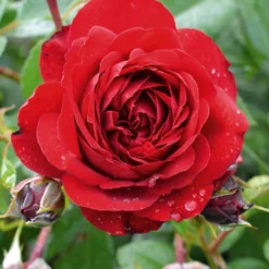 Rose 'Belkanto' (Kletterrose)