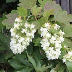 Hydrangea Quercifolia 'Snowflake' (Eichblatthortensie)