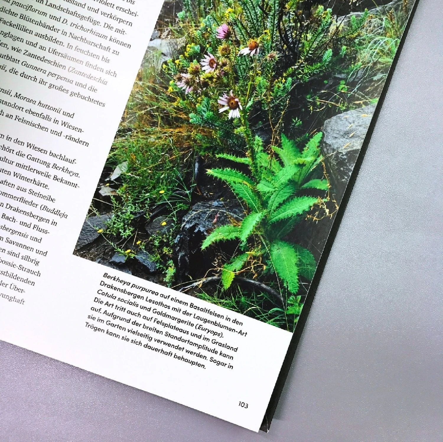 Wild Garden (Sven Nürnberger) – Bild 2