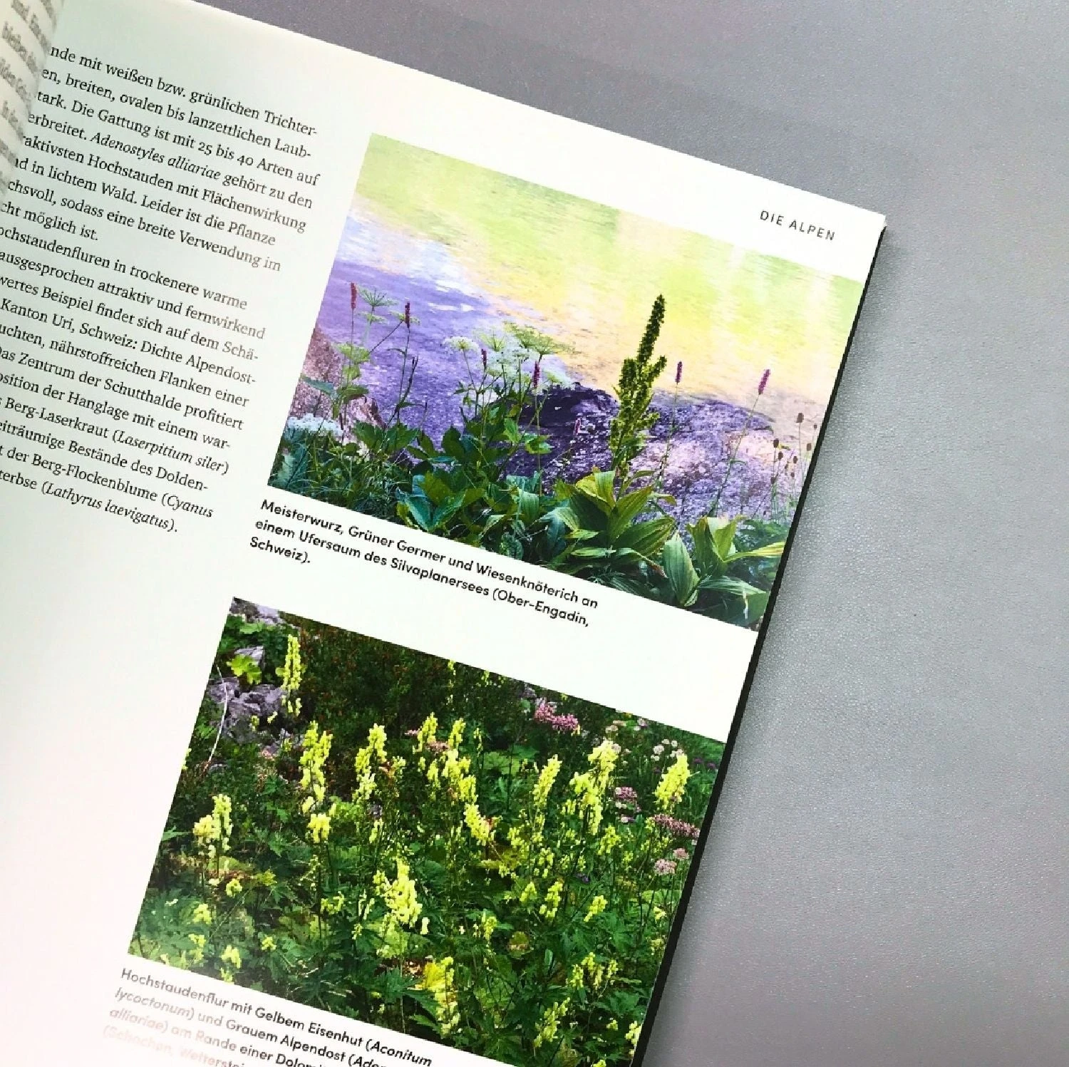 Wild Garden (Sven Nürnberger) – Bild 3