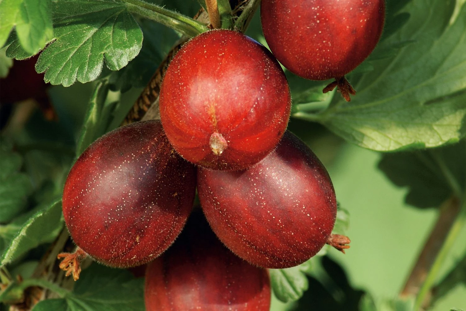 Ribes Uva-crispa 'Hinnonmäki Rot' CAC (Rote Stachelbeere)
