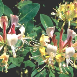Lonicera Heckrottii 'Goldflame' (Feuer-Geißblatt)