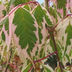 Acer Negundo 'Flamingo' (Eschenahorn 'Flamingo')