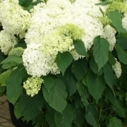 Hydrangea Arborescens 'Annabelle' (Strauchhortensie)