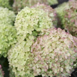 Hydrangea Paniculata 'Vanille Fraise' (Rispenhortensie)