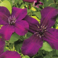 Clematis Viticella 'Dark Eyes' (Waldrebe)