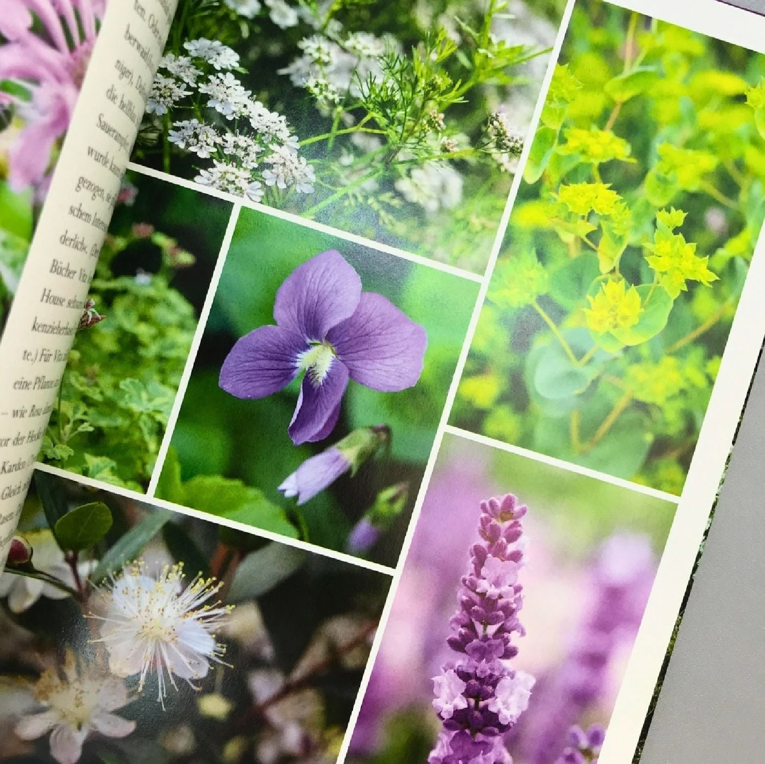 Sissinghurst Der Traumgarten (Tim Richardson) – Bild 3