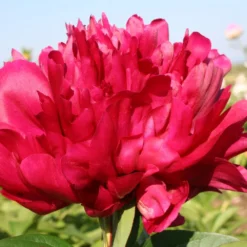 Paeonia Lactiflora 'Karl Rosenfield' (Staudenpfingstrose)