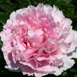 Paeonia Lactiflora 'Sarah Bernhardt' (Staudenpfingstrose)